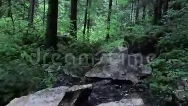 森林小径后面跟着摄像机